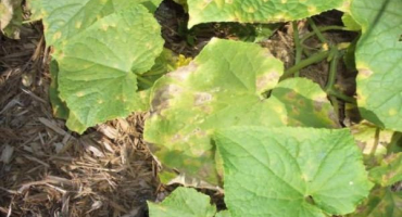 Co dělat, když jsou na listech okurek rezavé skvrny